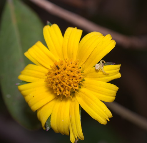 Sphagneticola trilobata (Trailing Daisy)