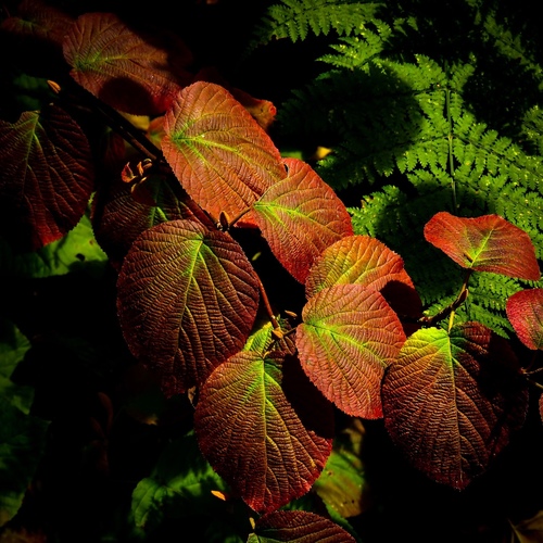 Viburnum lantanoides (hobblebush)