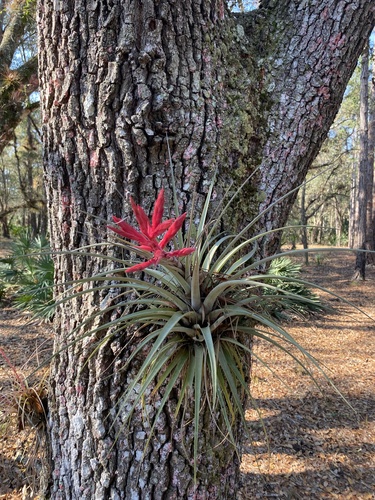 Tillandsia fasciculata (cardinal airplant) (alternate view 3)