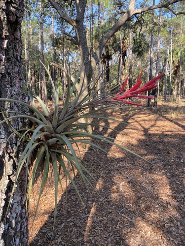Tillandsia fasciculata (cardinal airplant) (alternate view 4)