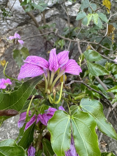 Bauhinia (Orchid Trees) (alternate view 5)