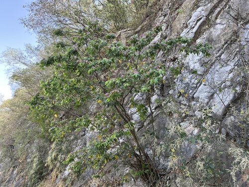 Bauhinia (Orchid Trees) (alternate view 6)