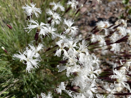 Dianthus arenarius (sand pink)