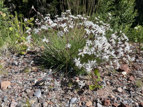 Dianthus arenarius (sand pink) (alternate view 2)