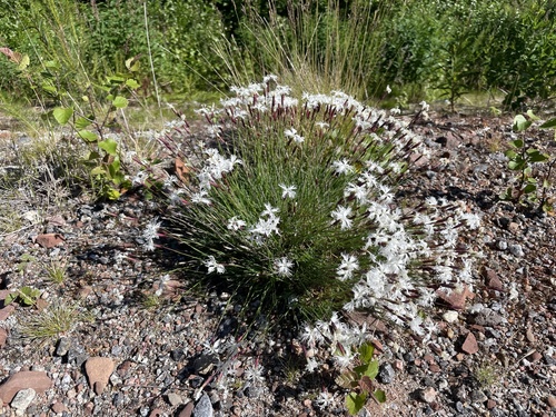 Dianthus arenarius (sand pink) (alternate view 3)