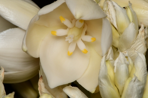 Yucca treculiana (Spanish dagger) (alternate view 2)