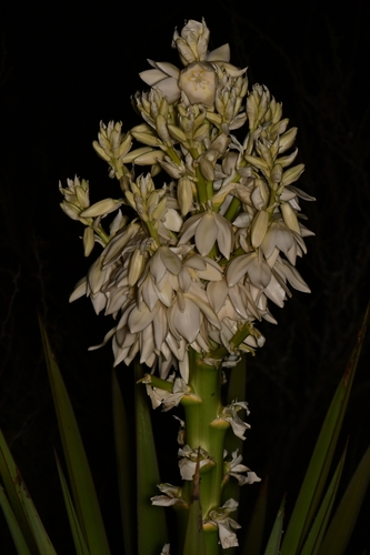 Yucca treculiana (Spanish dagger) (alternate view 3)