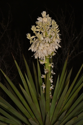 Yucca treculiana (Spanish dagger) (alternate view 4)