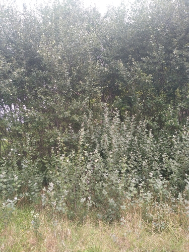 Populus alba (white poplar)