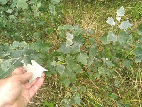 Populus alba (white poplar)