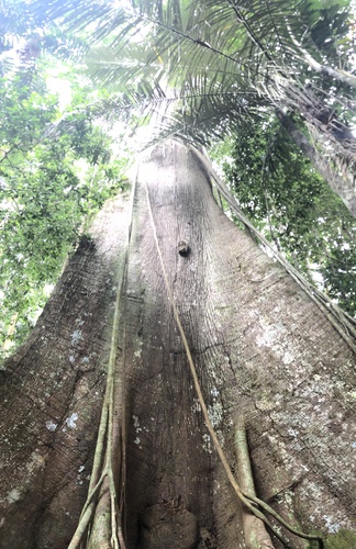 Ceiba (alternate view 6)