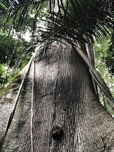 Ceiba (alternate view 7)