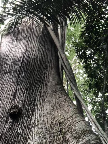 Ceiba (alternate view 8)