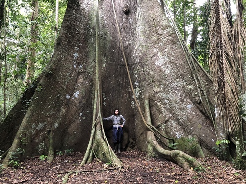 Ceiba (alternate view 5)