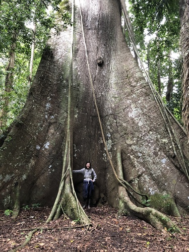 Ceiba (alternate view 9)