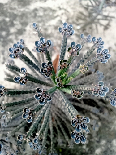 Kalanchoe delagoensis (Mother of Millions) (alternate view 2)