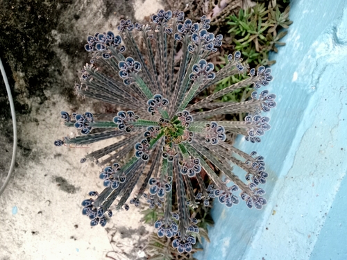 Kalanchoe delagoensis (Mother of Millions) (alternate view 3)