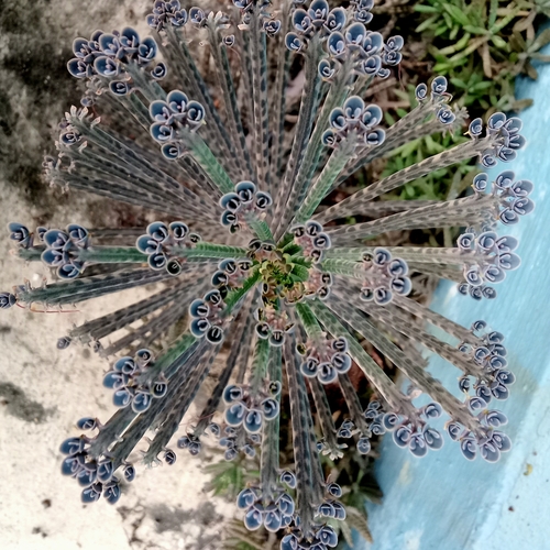 Kalanchoe delagoensis (Mother of Millions) (alternate view 4)