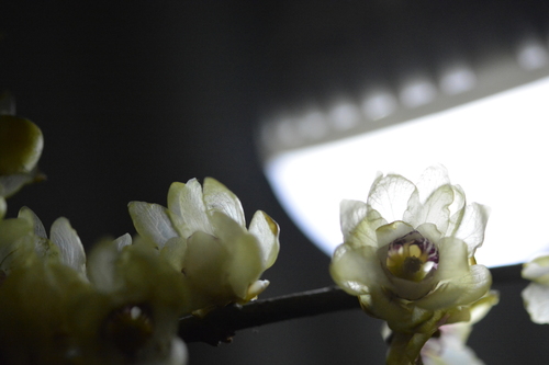 Chimonanthus praecox (Wintersweet) (alternate view 2)