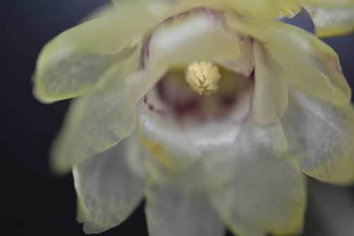 Chimonanthus praecox (Wintersweet) (alternate view 3)