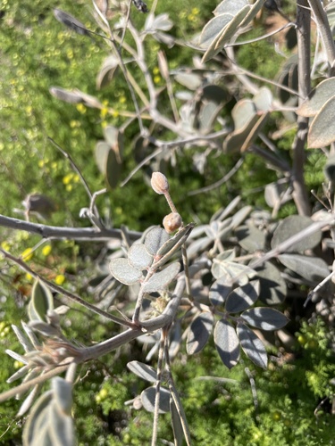 Senna covesii (Coues' senna) (alternate view 5)
