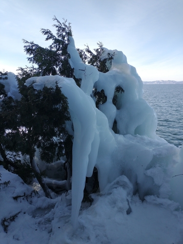 Thuja (arborvitaes)