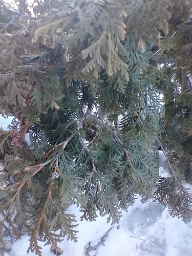 Thuja (arborvitaes) (alternate view 2)
