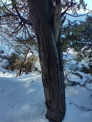Thuja (arborvitaes) (alternate view 4)