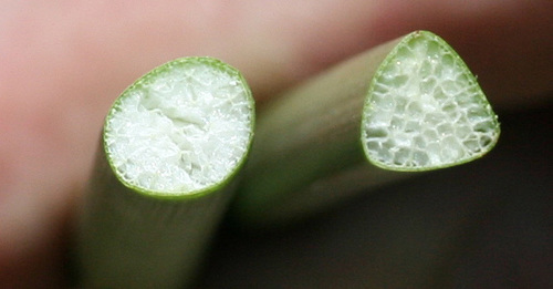 Schoenoplectus acutus (hardstem bulrush)