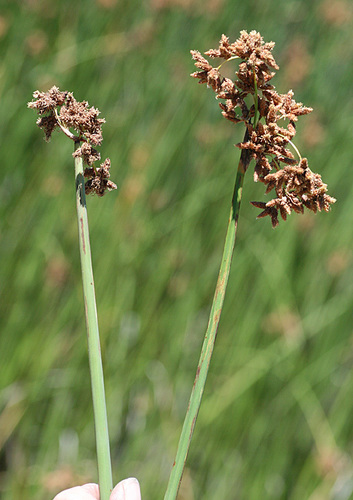 Schoenoplectus acutus (hardstem bulrush) (alternate view 3)