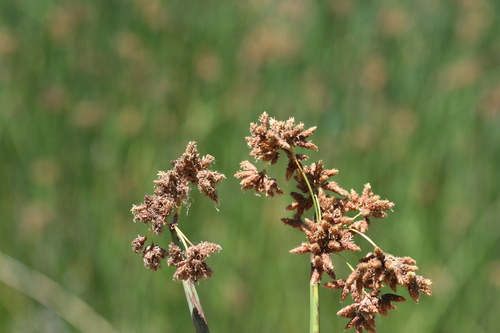 Schoenoplectus acutus (hardstem bulrush) (alternate view 4)