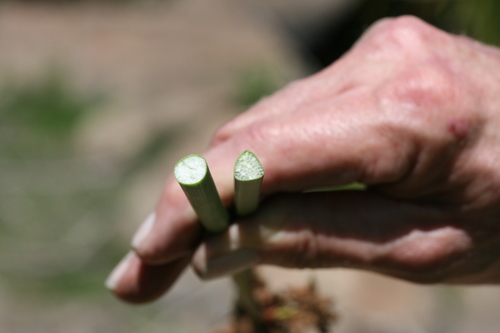 Schoenoplectus acutus (hardstem bulrush) (alternate view 2)