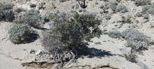 Simmondsia chinensis (jojoba) (alternate view 5)