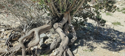 Simmondsia chinensis (jojoba) (alternate view 4)