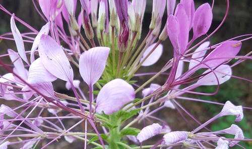 Cleome houtteana (Spider flower) (alternate view 4)