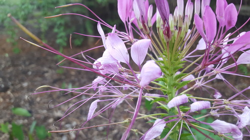 Cleome houtteana (Spider flower) (alternate view 5)