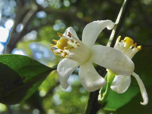 Citrus × microcarpa (Calamansi)