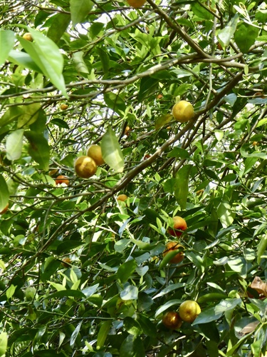 Citrus × microcarpa (Calamansi) (alternate view 2)