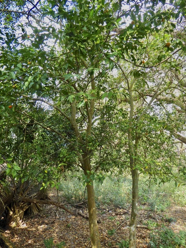 Citrus × microcarpa (Calamansi) (alternate view 3)