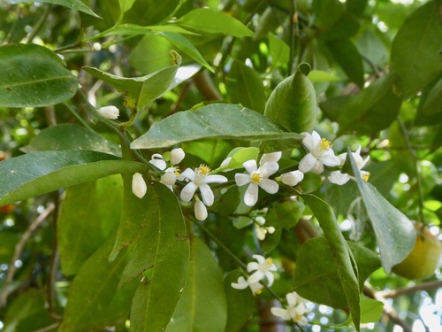 Citrus × microcarpa (Calamansi) (alternate view 4)