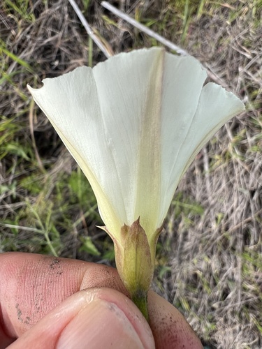 Calystegia macrostegia (coast morning glory) (alternate view 8)