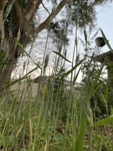 Triticum aestivum (Bread Wheat)
