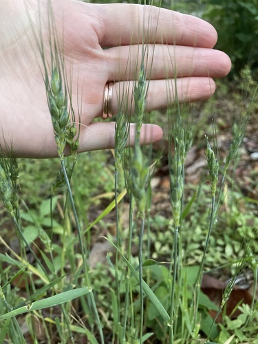 Triticum aestivum (Bread Wheat)