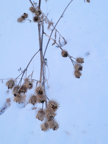 Arctium lappa (greater burdock)