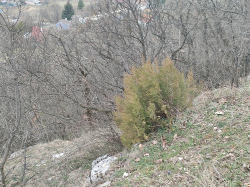 Platycladus orientalis (Oriental Arborvitae) (alternate view 7)