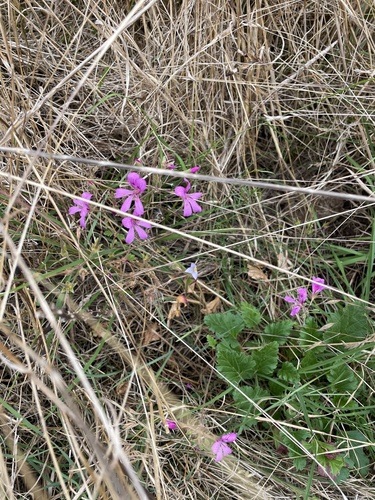 Pelargonium rodneyanum (magenta stork's-bill)