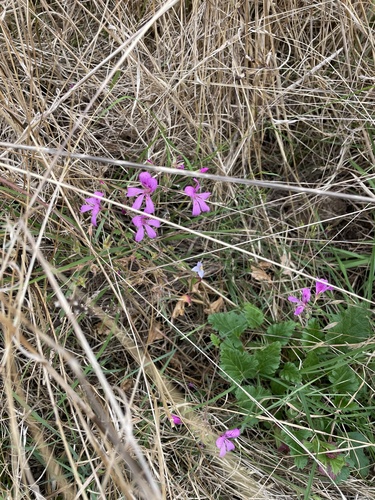 Pelargonium rodneyanum (magenta stork's-bill) (alternate view 2)
