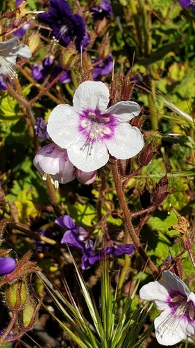 Phacelia parryi (Parry's phacelia)