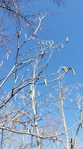 Corylus americana (American Hazelnut) (alternate view 2)