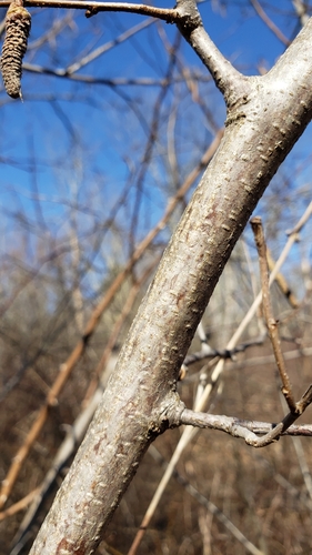 Corylus americana (American Hazelnut) (alternate view 3)
